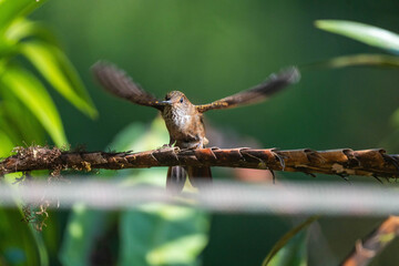 Fototapeta premium Bronzy inca (Coeligena coeligena) hummingbird perched on a branch with its wings extended, at a lodge outside of Baeza, Ecuador