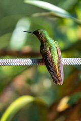 Fototapeta premium Chestnut-breasted coronet (Boissonneaua matthewsii) hummingbird perched on a rope at a lodge outside of Baeza, Ecuador