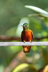 Fototapeta premium Chestnut-breasted coronet (Boissonneaua matthewsii) hummingbird perched on a rope at a lodge outside of Baeza, Ecuador