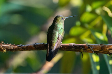 Fototapeta premium Chestnut-breasted coronet (Boissonneaua matthewsii) hummingbird perched on a branch at a lodge outside of Baeza, Ecuador