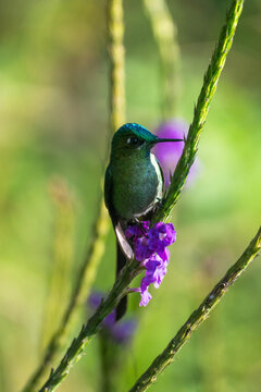 Long-tailed sylph (Aglaiocercus kingii) in a porterweed plant at a lodge outside of Baeza, Ecuador