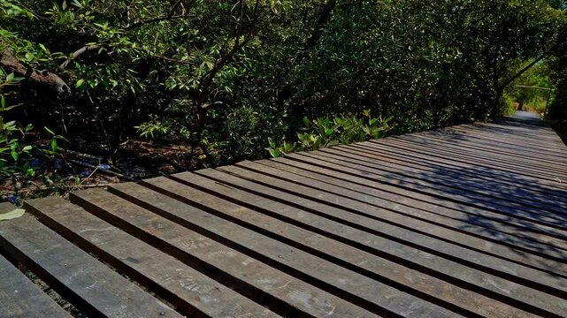 Wooden boardwalk pathway through lush tropical mangrove forest canopy on a sunny day in Java, Indonesia.