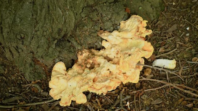 Large yellow bracket fungus at base of tree trunk on woodland floor. Orange and cream shelf mushroom beside bark and fallen twigs. Wild tree fungus with broad wavy lobes among leaf litter and soil