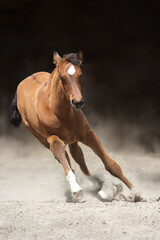 Horse run in dust