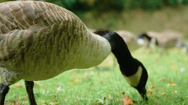 Close-up Canada goose feeding on grass in public park. Detailed brown plumage and black neck of wild goose beside green lawn. Grazing waterfowl with blurred Canada geese across grassy background