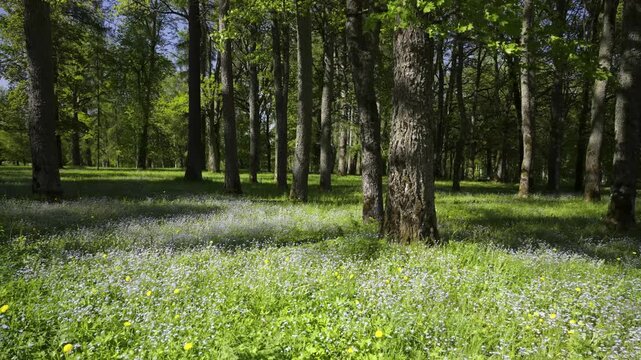 Ancient park with green grass and blue flowers in spring. Panorama of a walk in the park of tree cuts in Latvia