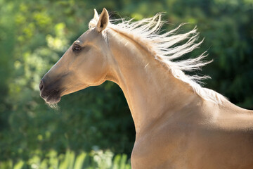 Palomino horse with long mane © kwadrat70