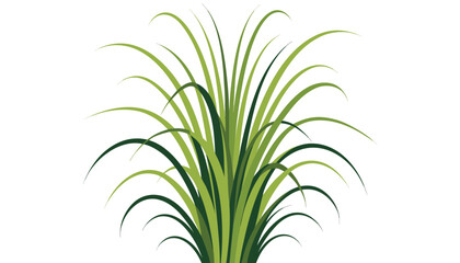 Fototapeta premium Stylized artistic grass plant isolated on white background with botanical isolated ornamental