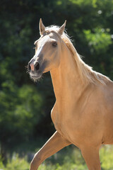 Palomino horse with long mane © kwadrat70