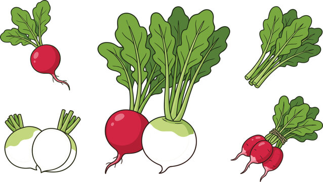 Fresh organic red and white radishes with green leaves isolated on background healthy food vector illustration set