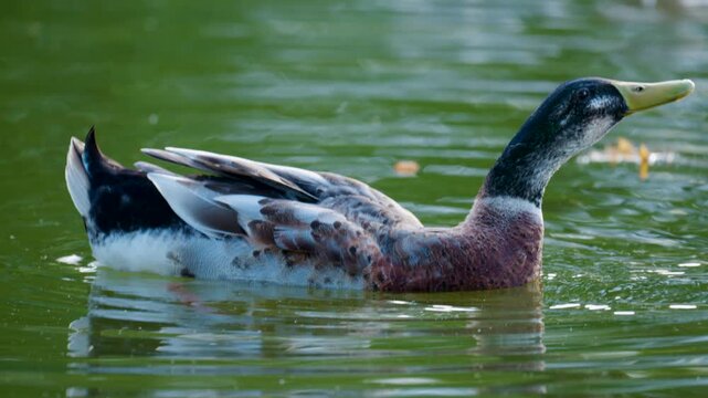 Close-up of a mallard on a pond, preening its feathers thoroughly