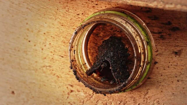 Stingless bee cultivation using a transparent glass beehive, offering an educational view of colony life, natural nesting behavior, sustainable beekeeping, and biodiversity.