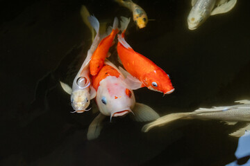 Close Up of Colorful Koi Fish in Clear Pond Water © vitalis