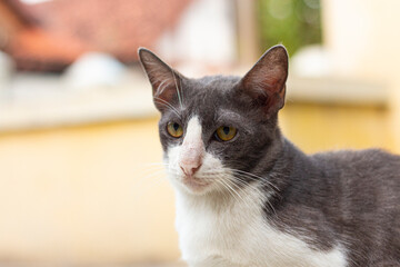 portrait of a cat © Bisri