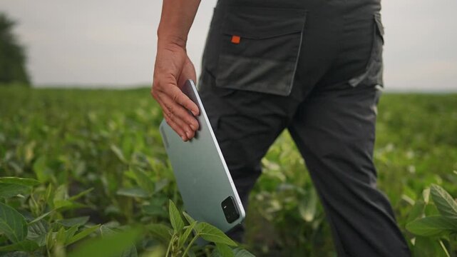Farmer hand holds tablet firmly while walking across greenery. Man continues field inspection using smart technology. Walking between rows of plants, farmer uses tablet as device for inspection.