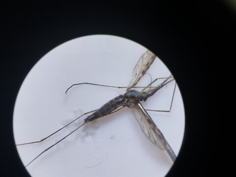Anopheles letifer mosquito viewed under a stereomicroscope. 