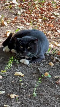 black cat