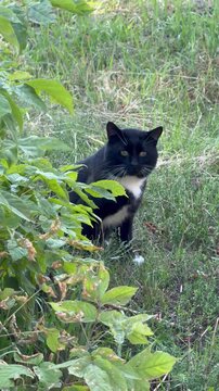black cat in the garden