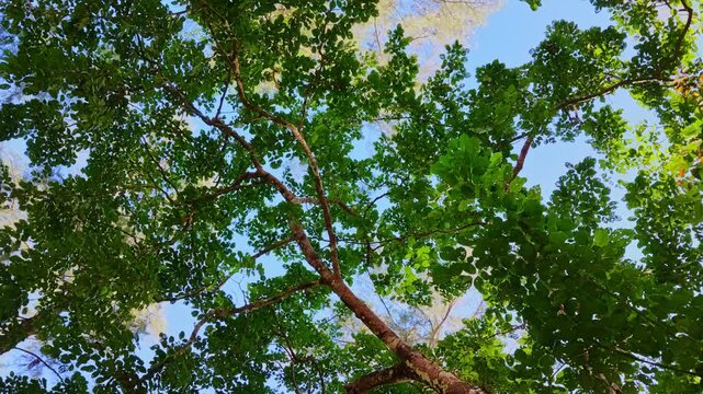 Beautiful upward perspective of green pine trees framing a clear blue sky on a sunny day. Ideal background for forest conservation, ecology, hiking, and wilderness concepts.