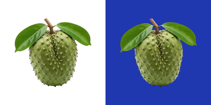 Fresh whole soursop fruit with green leaves for healthy diet transparent png