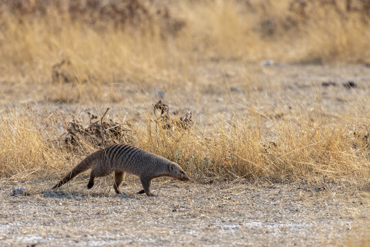 Namibia - Etosha National Park