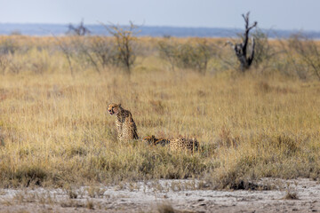 Etosha Ghepardo © Luca