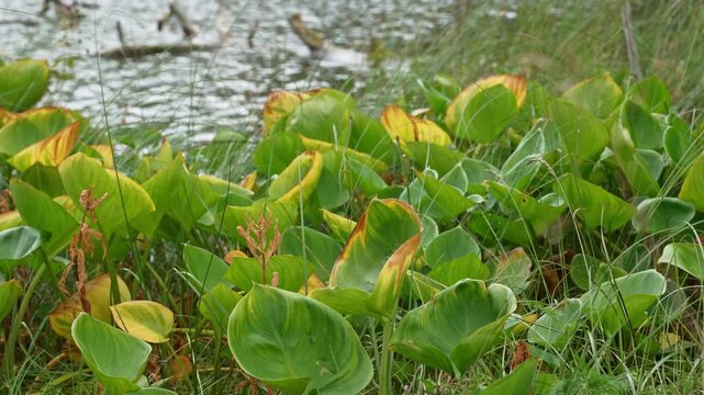 Calm and tranquil scene of pickerelweed or arrowhead aquatic plants with large vibrant green leaves growing on the marshy bank of a serene pond, gently swaying in a light breeze