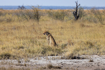 Etosha Ghepardo © Luca
