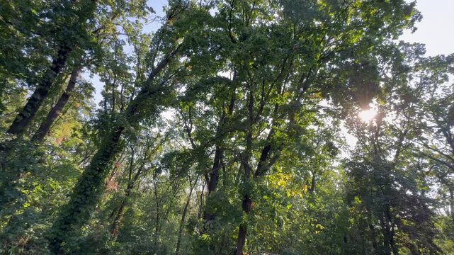 trees in the forest