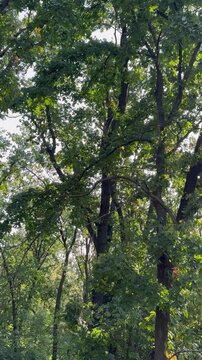 trees in the forest