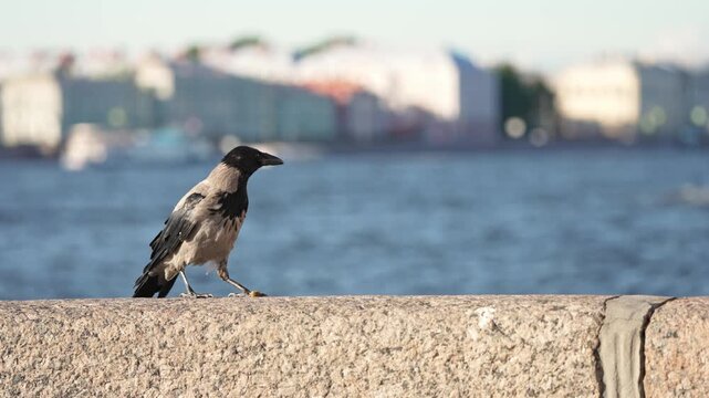 Solitary hooded crow gracefully walking along a granite parapet with a beautiful european cityscape and a river in the background, showcasing urban wildlife in its natural city habitat