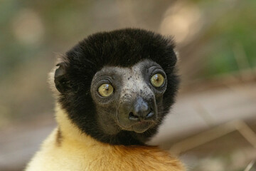 Fototapeta premium Crowned sifaka