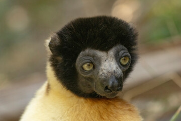 Fototapeta premium Crowned sifaka