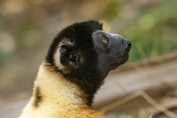 Fototapeta premium Crowned sifaka
