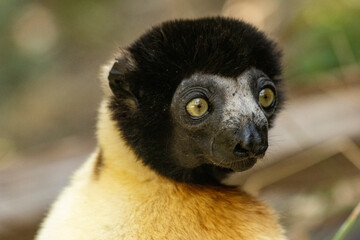 Fototapeta premium Crowned sifaka