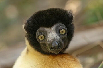 Fototapeta premium Crowned sifaka