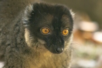 Fototapeta premium Brown lemur