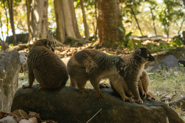 Fototapeta premium Brown lemur