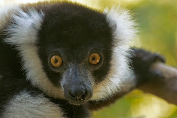 Fototapeta premium Black-and-white ruffed lemur