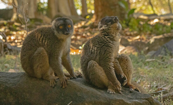 Brown lemur