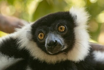 Fototapeta premium black and white lemur