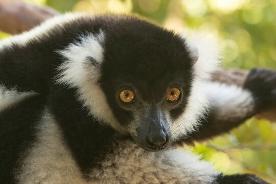 Black-and-white ruffed lemur