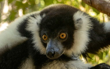 Fototapeta premium Black-and-white ruffed lemur