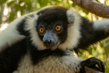 Fototapeta premium Black-and-white ruffed lemur