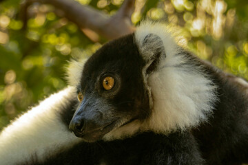 Fototapeta premium Black-and-white ruffed lemur
