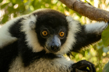 Fototapeta premium Black-and-white ruffed lemur
