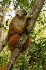 Black lemur © Raphael