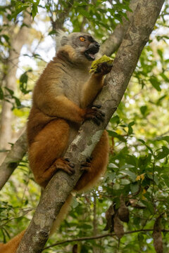 Black lemur