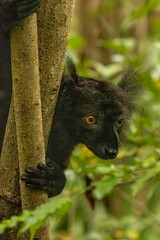 Black lemur © Raphael