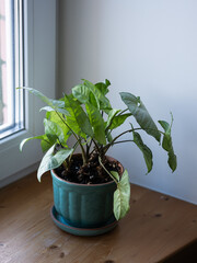 Syngonium podophyllum, Common names: arrowhead plant, arrowhead vine, arrowhead philodendron, goosefoot, African evergreen, and American evergreen, white butterfly. Concept of botany, home interior, h © Tatyana
